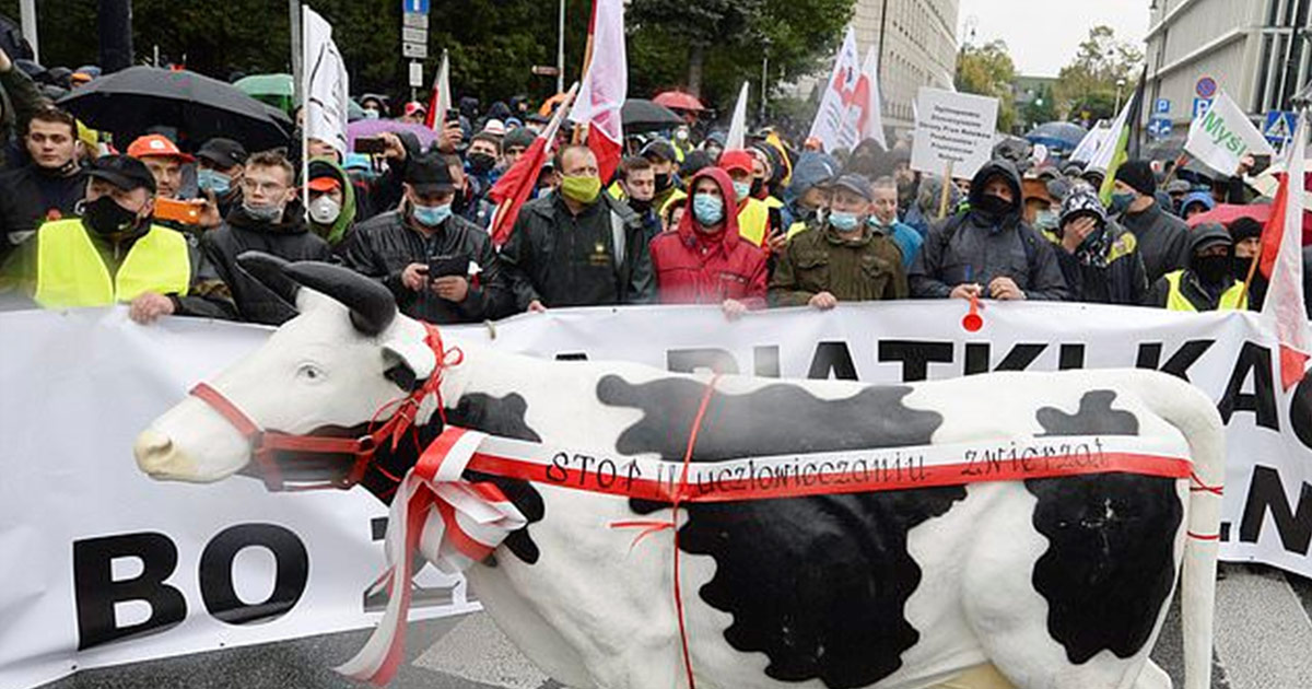 Польские фермеры протестуют против запланированного закона о запрете норковых ферм