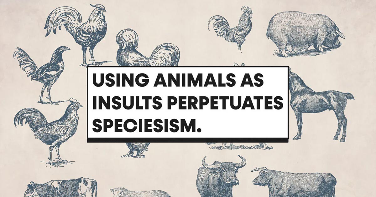 PETA висміює в соціальних мережах образи: поняття «свиня», «курка» заподіює біль тваринам